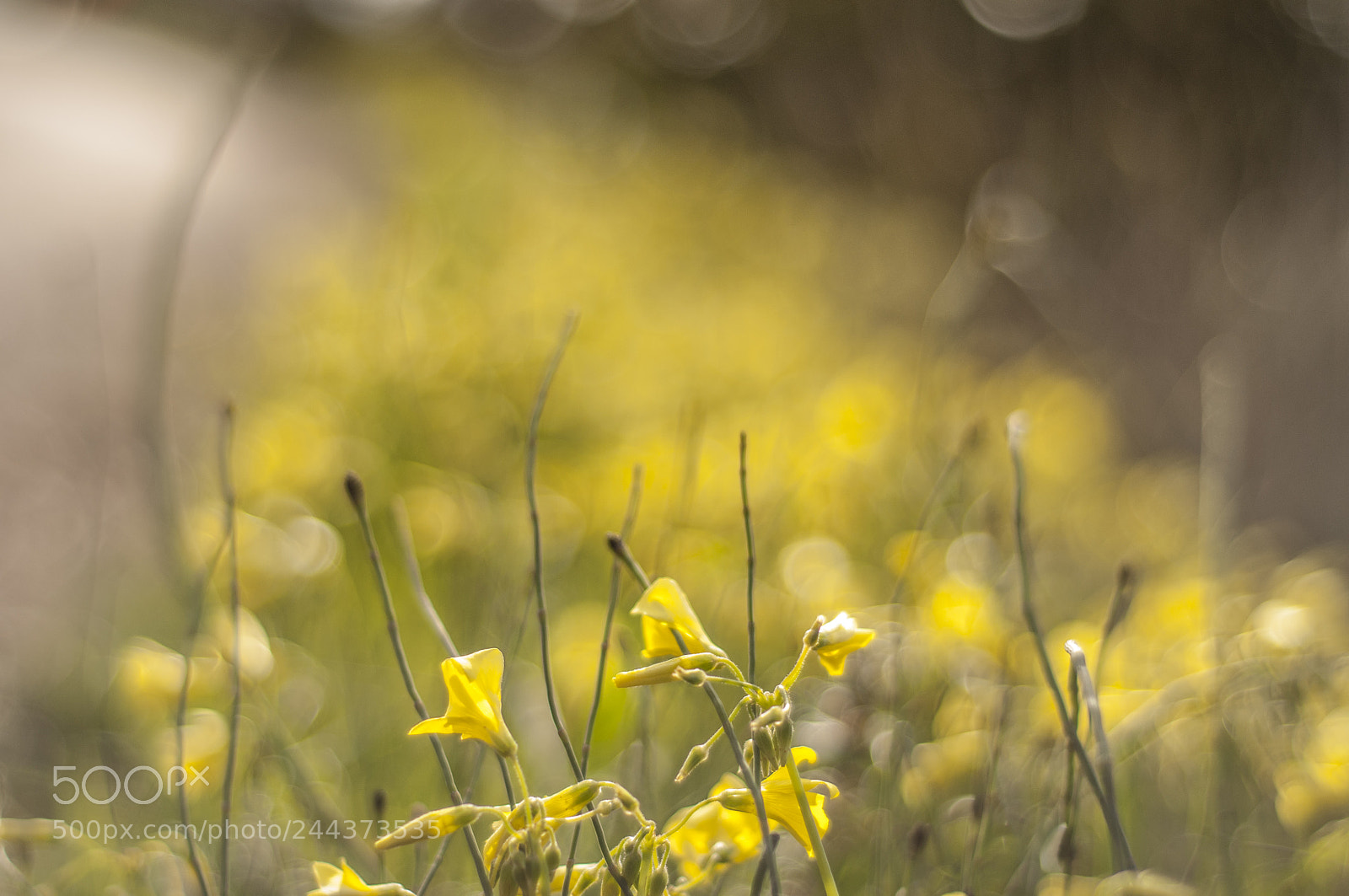 Nikon D300 sample photo. Bokeh photography