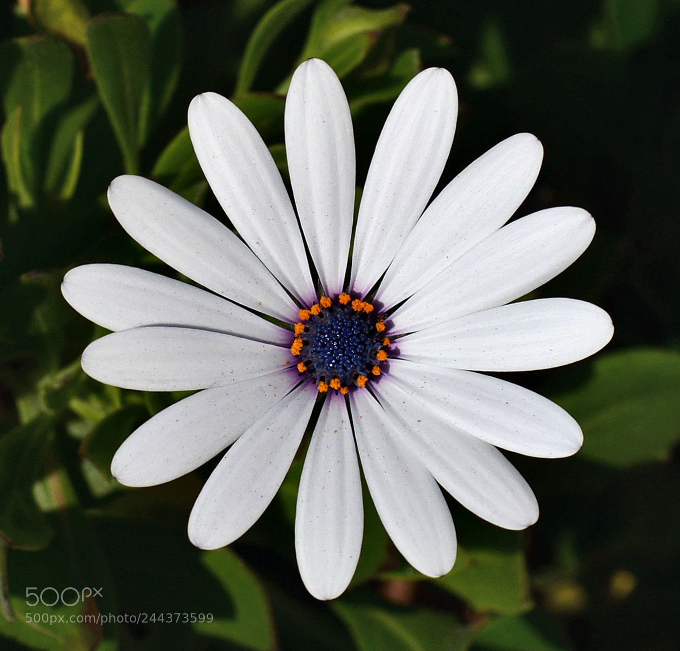 Nikon D7200 sample photo. A beautiful white daisy photography