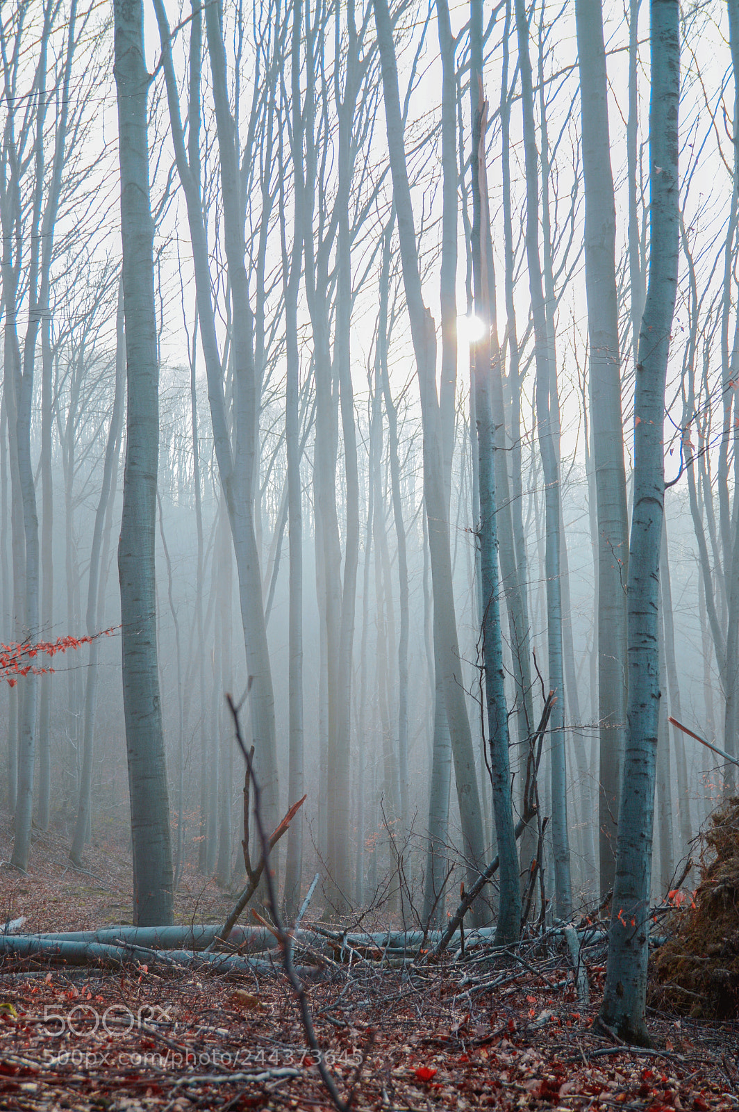 Nikon D3200 sample photo. Into the woods photography