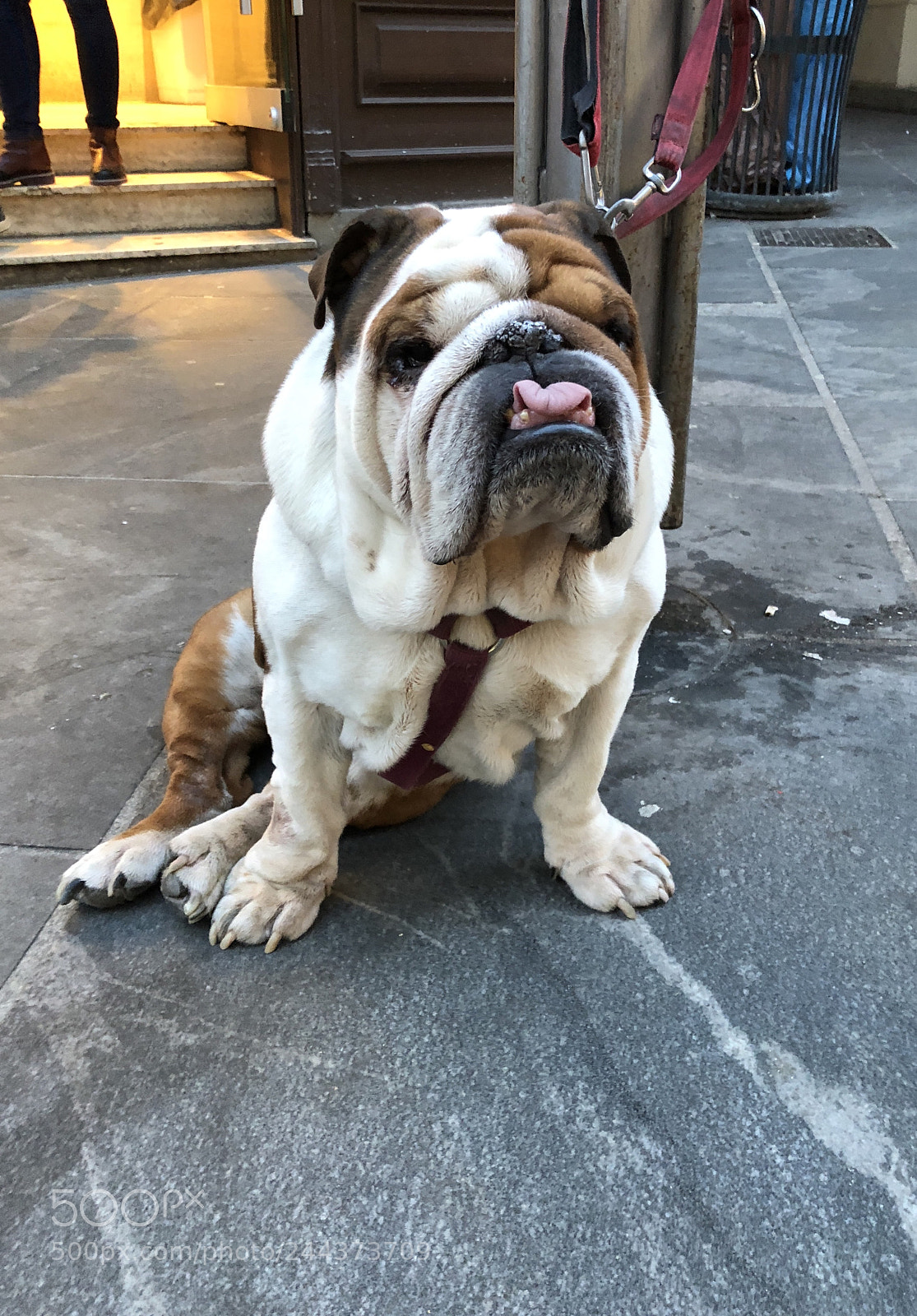 Apple iPhone 8 sample photo. Kiss, kiss photography