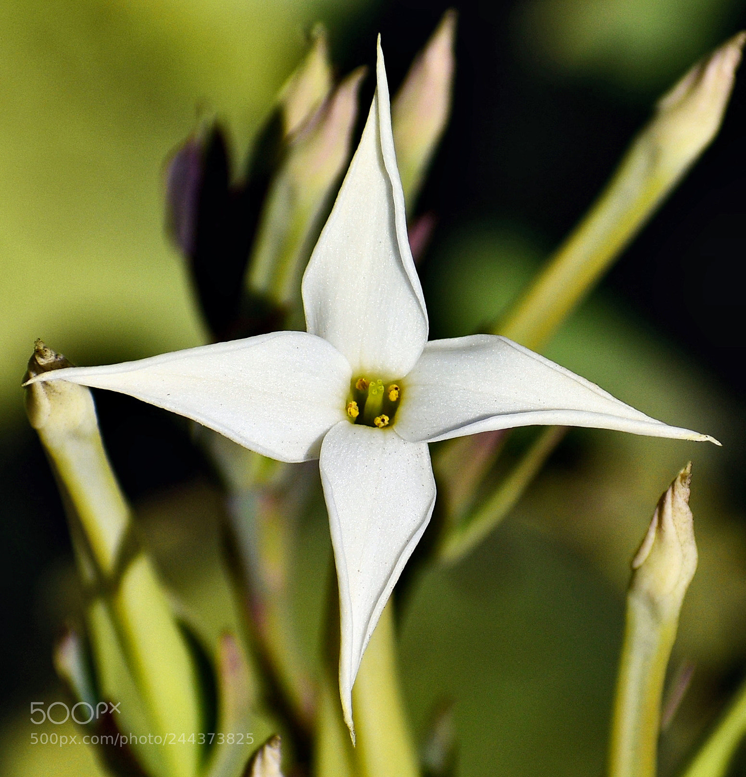 Nikon D7200 sample photo. White star flower three photography
