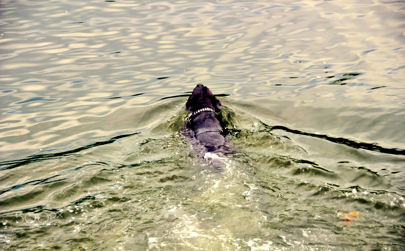 Nikon D5000 sample photo. ... (foto n°2066) photography