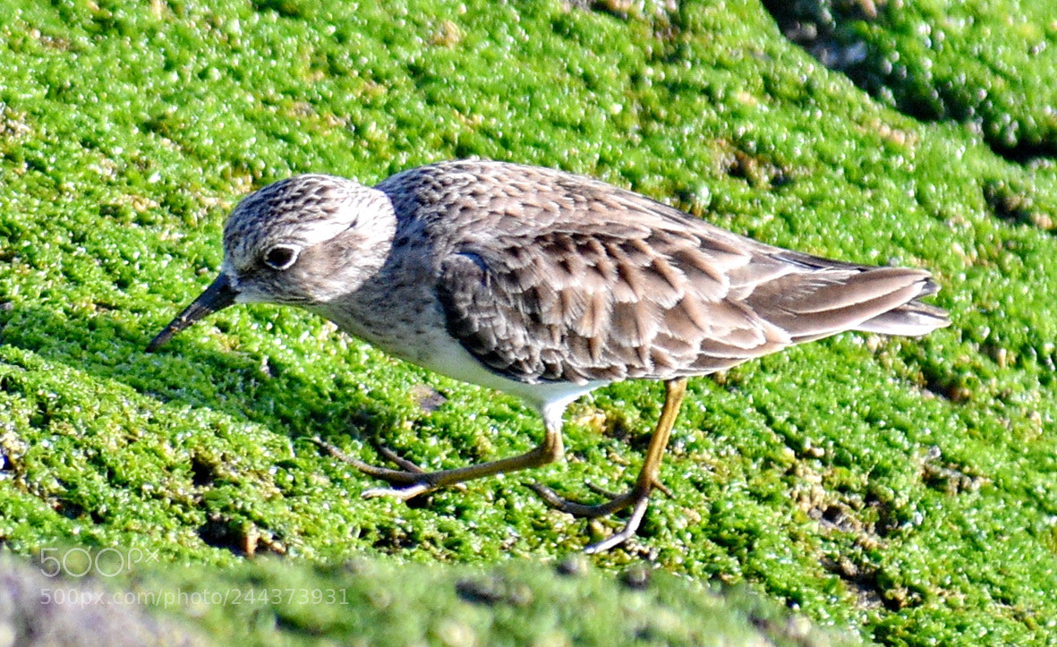 Nikon D7200 sample photo. A small bird on photography