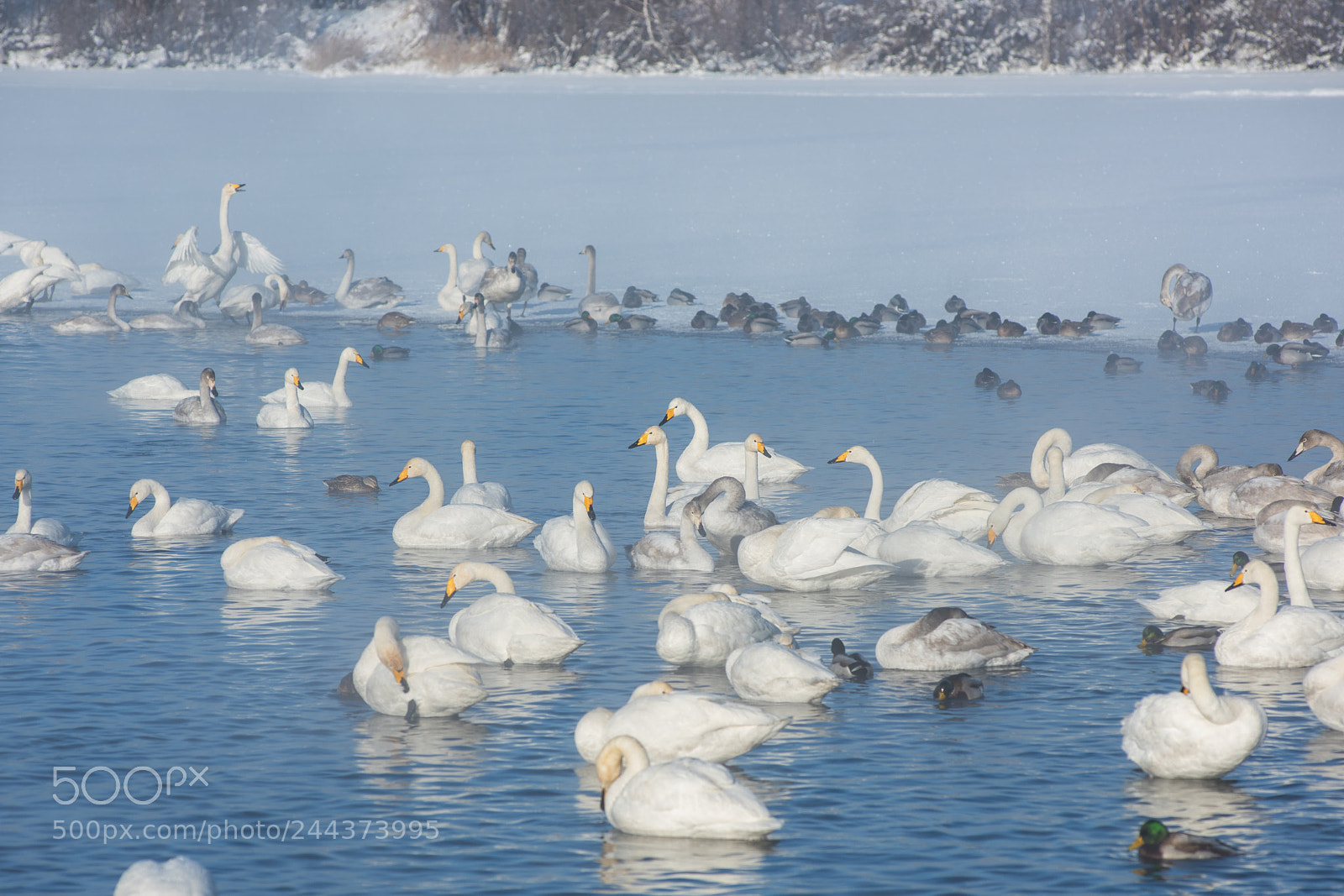 Nikon D810 sample photo. Beautiful white whooping swans photography