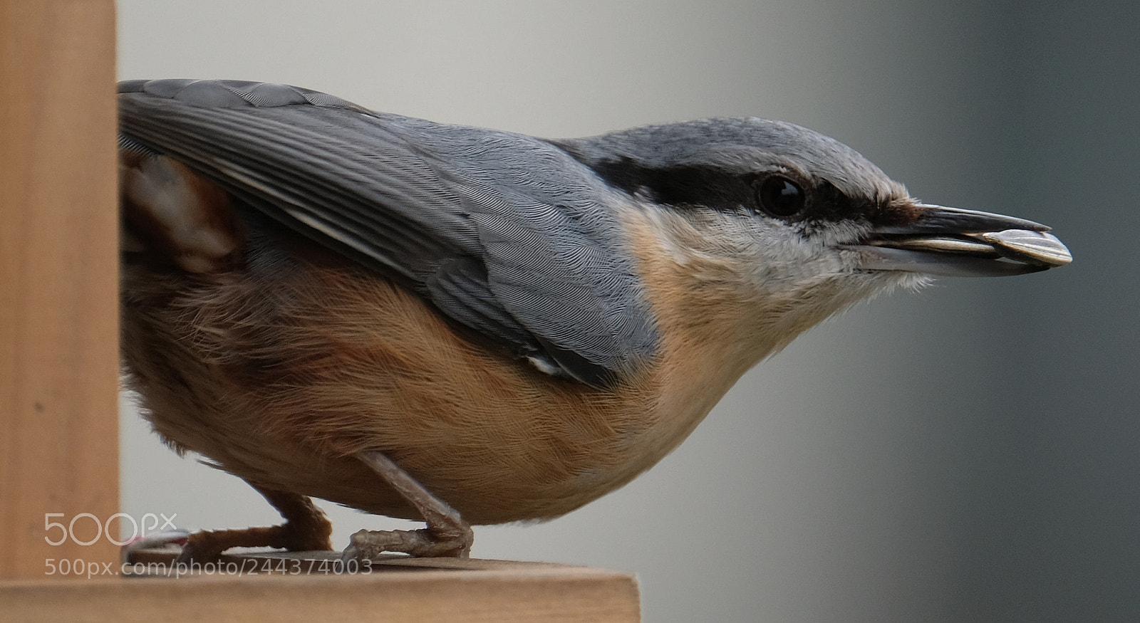 Fujifilm X-T2 sample photo. Nuthatch with sunflower seed photography