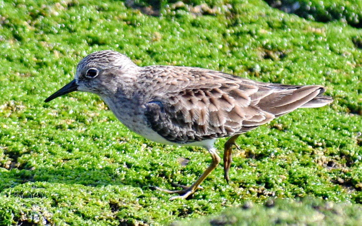 Nikon D7200 sample photo. A small bird on photography