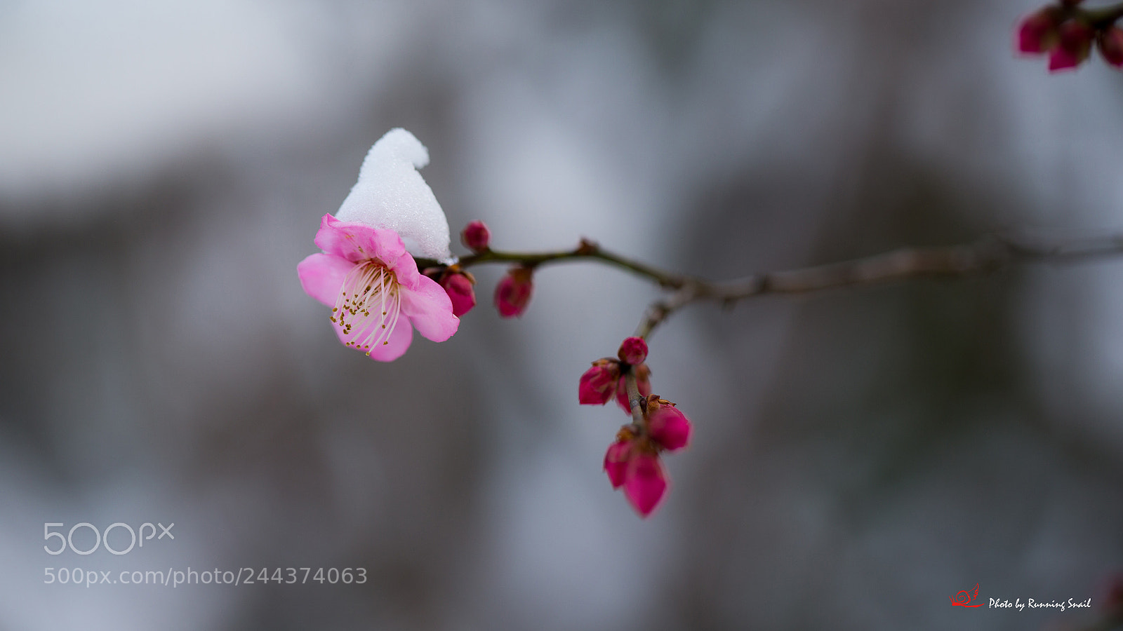 Canon EOS-1D X sample photo. Plum blossom photography