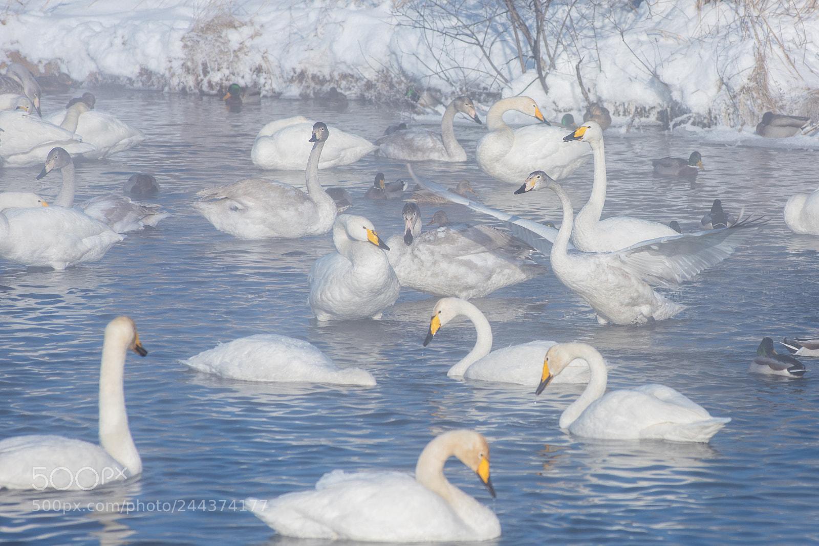 Nikon D810 sample photo. Beautiful white whooping swans photography