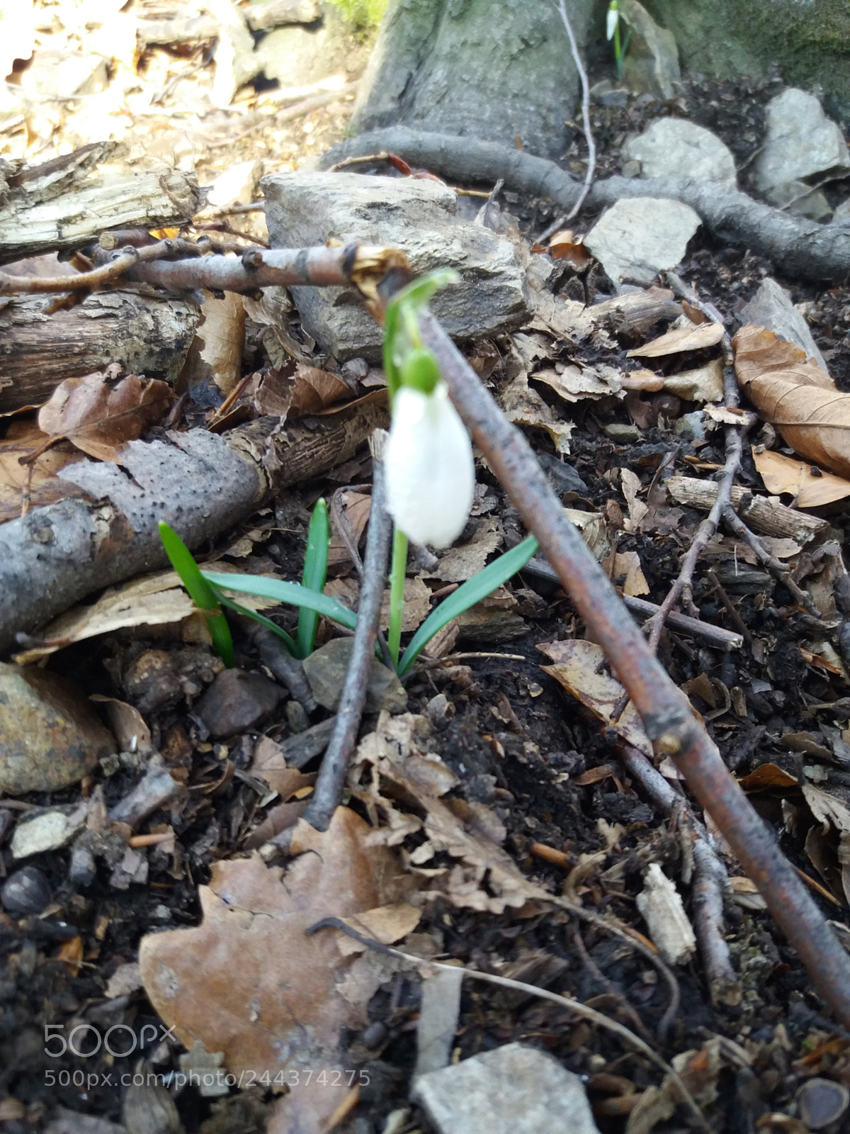 Samsung Galaxy J5(2016) sample photo. Snow drop photography