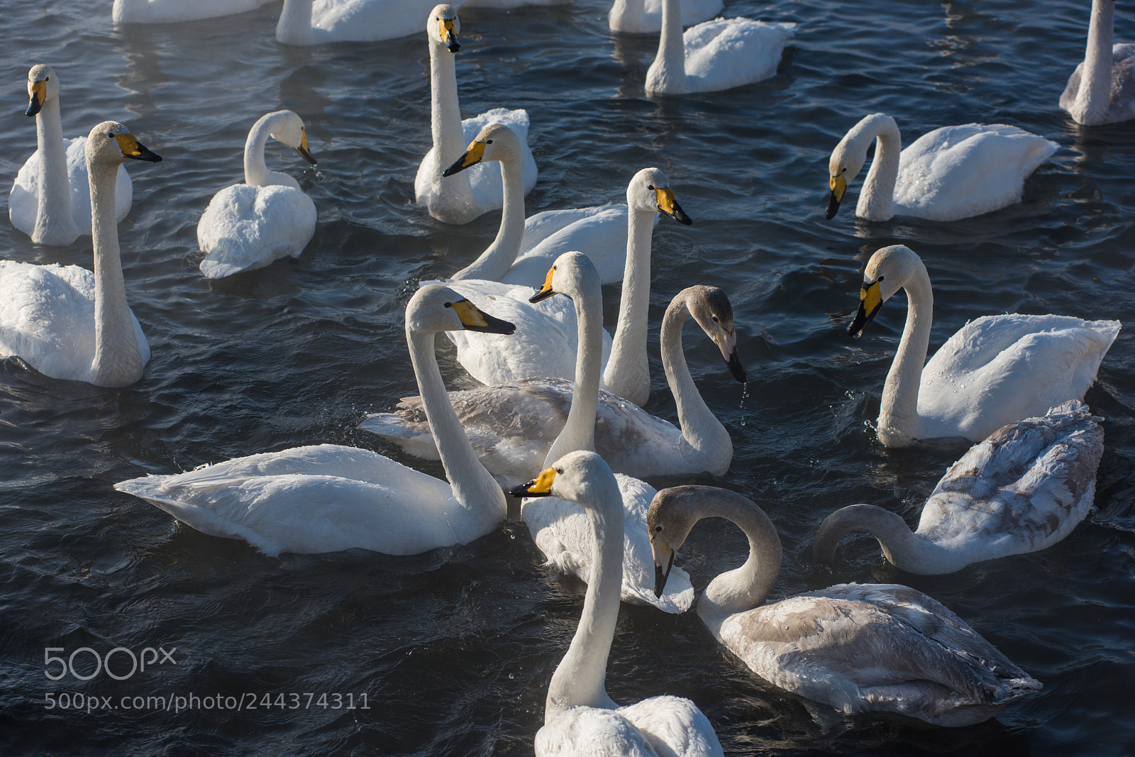 Nikon D810 sample photo. Beautiful white whooping swans photography