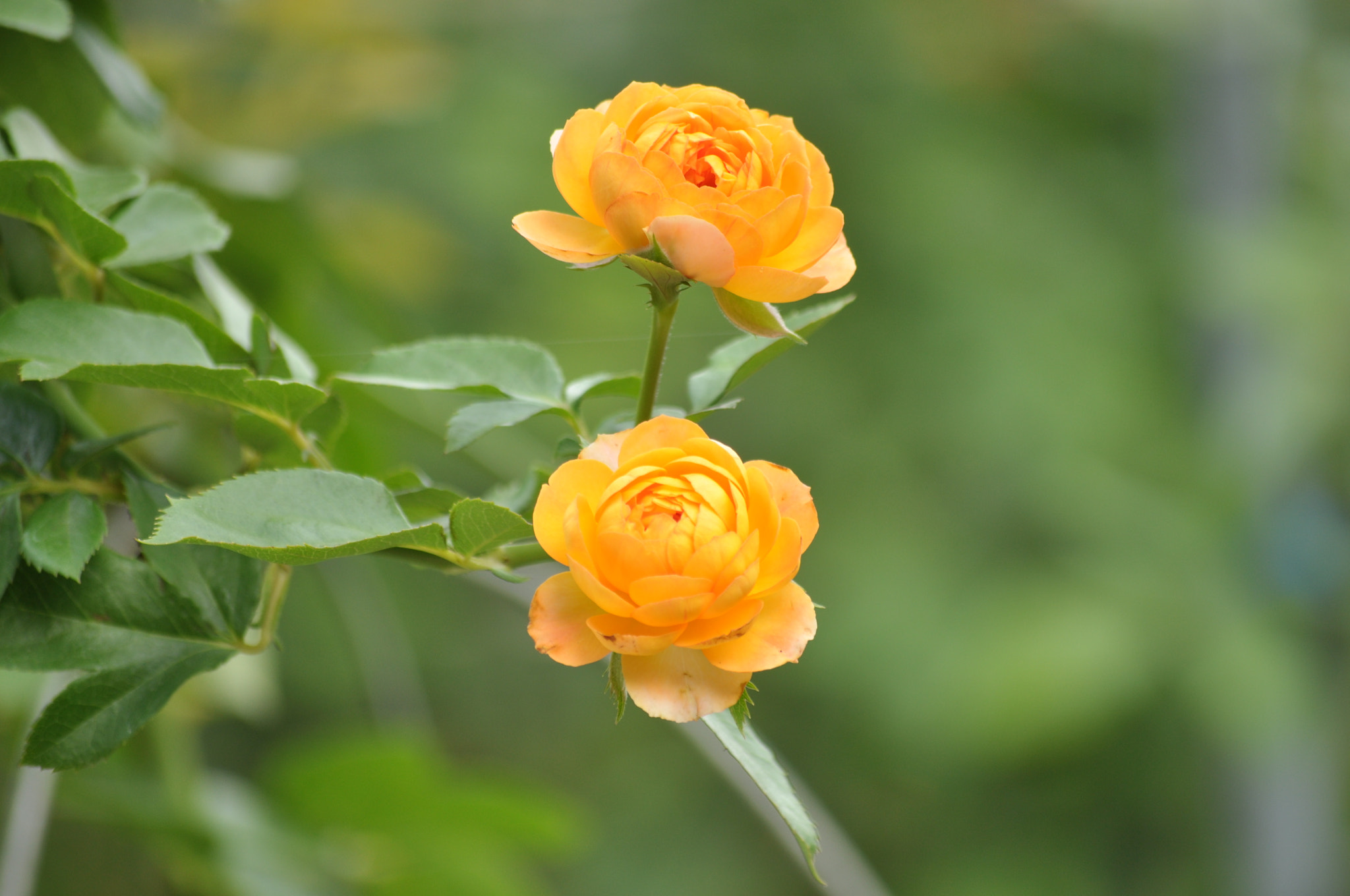 Nikon D90 sample photo