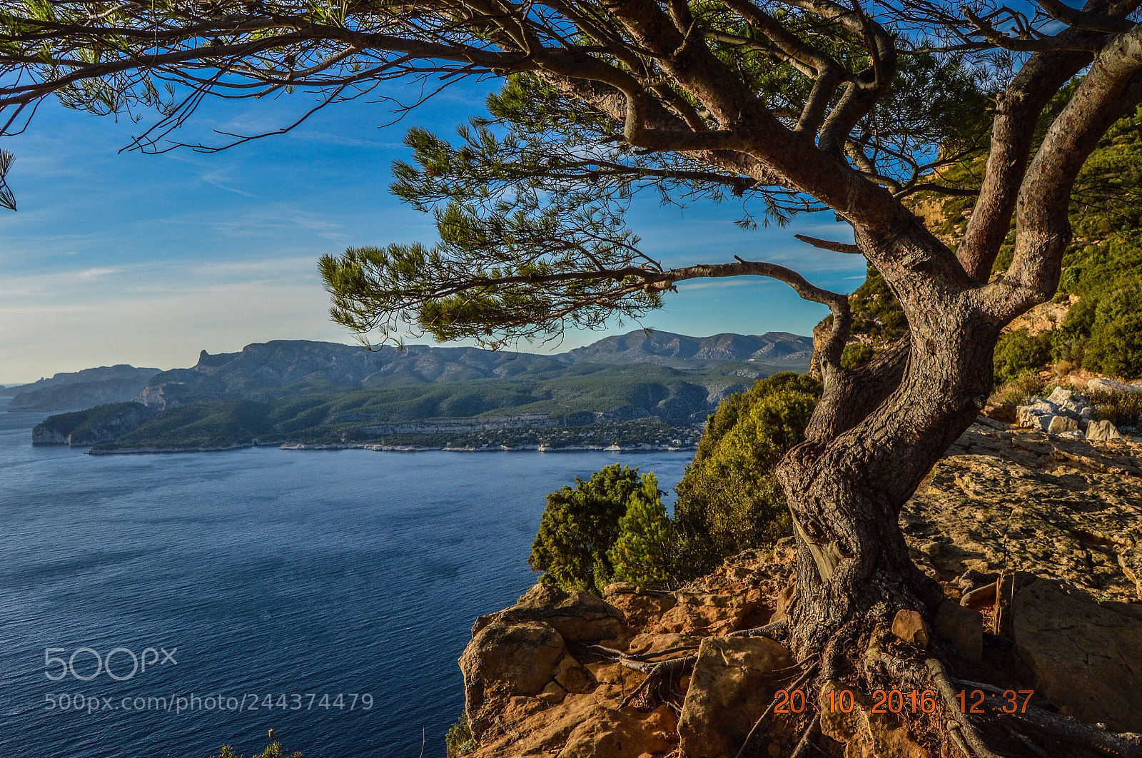 Nikon D3200 sample photo. Lonely tree at the photography