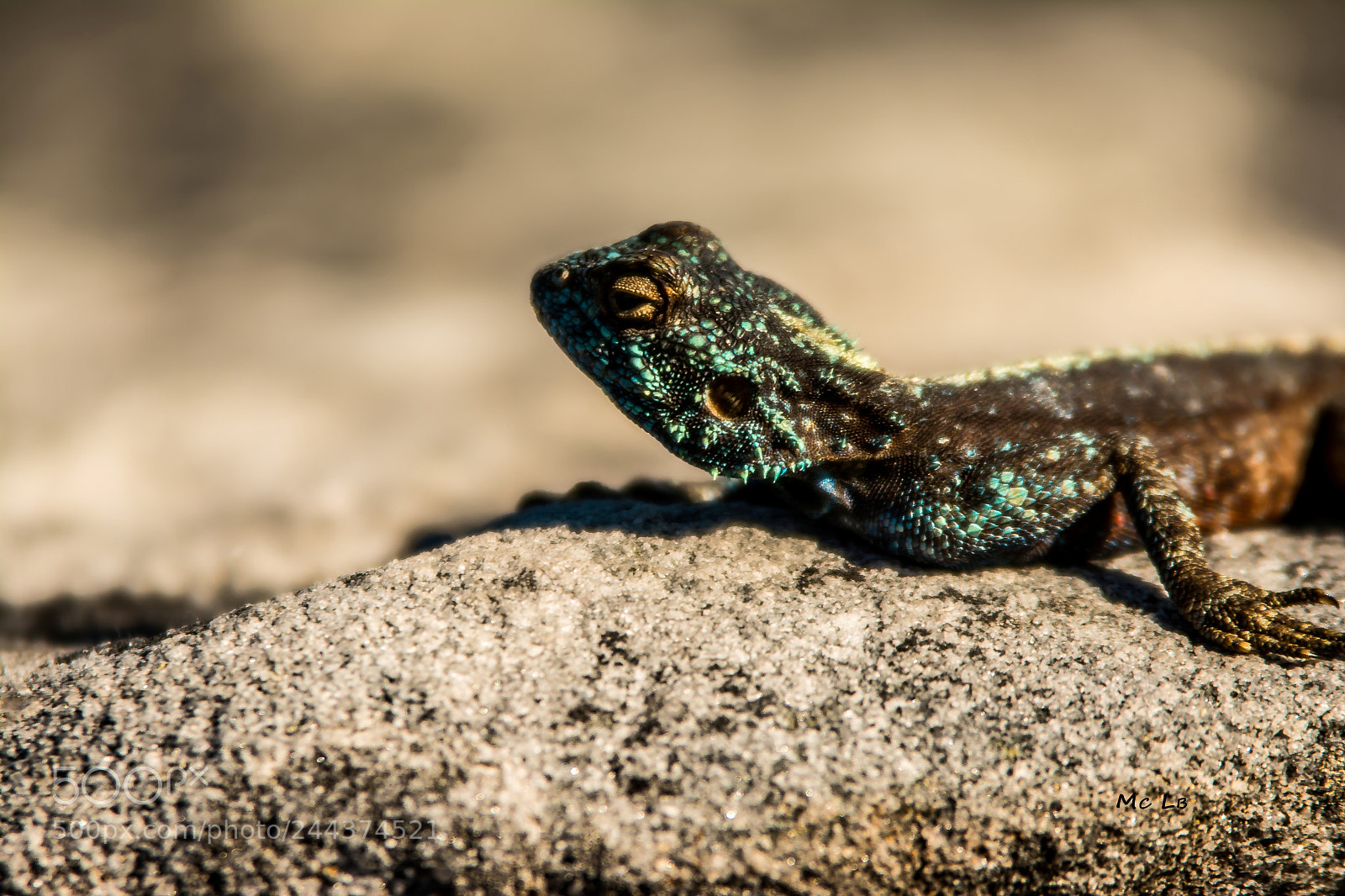 Nikon D7100 sample photo. L zard bleu photography