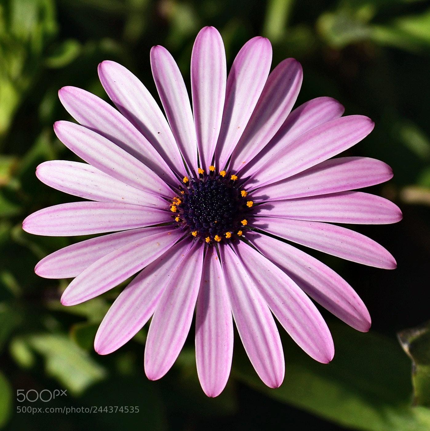 Nikon D7200 sample photo. A purple daisy flower photography
