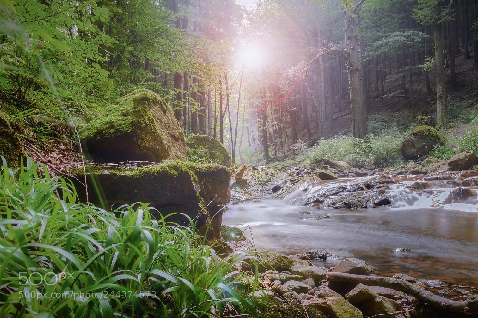 Nikon D7100 sample photo. Ilse sonnenblende photography