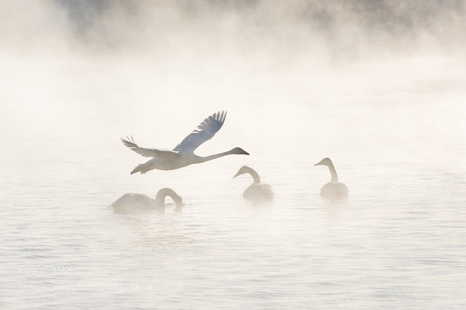 Nikon D810 sample photo. Beautiful white whooping swans photography