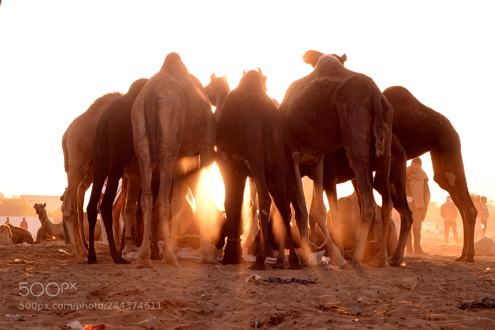 Nikon D600 sample photo. Camellight photography