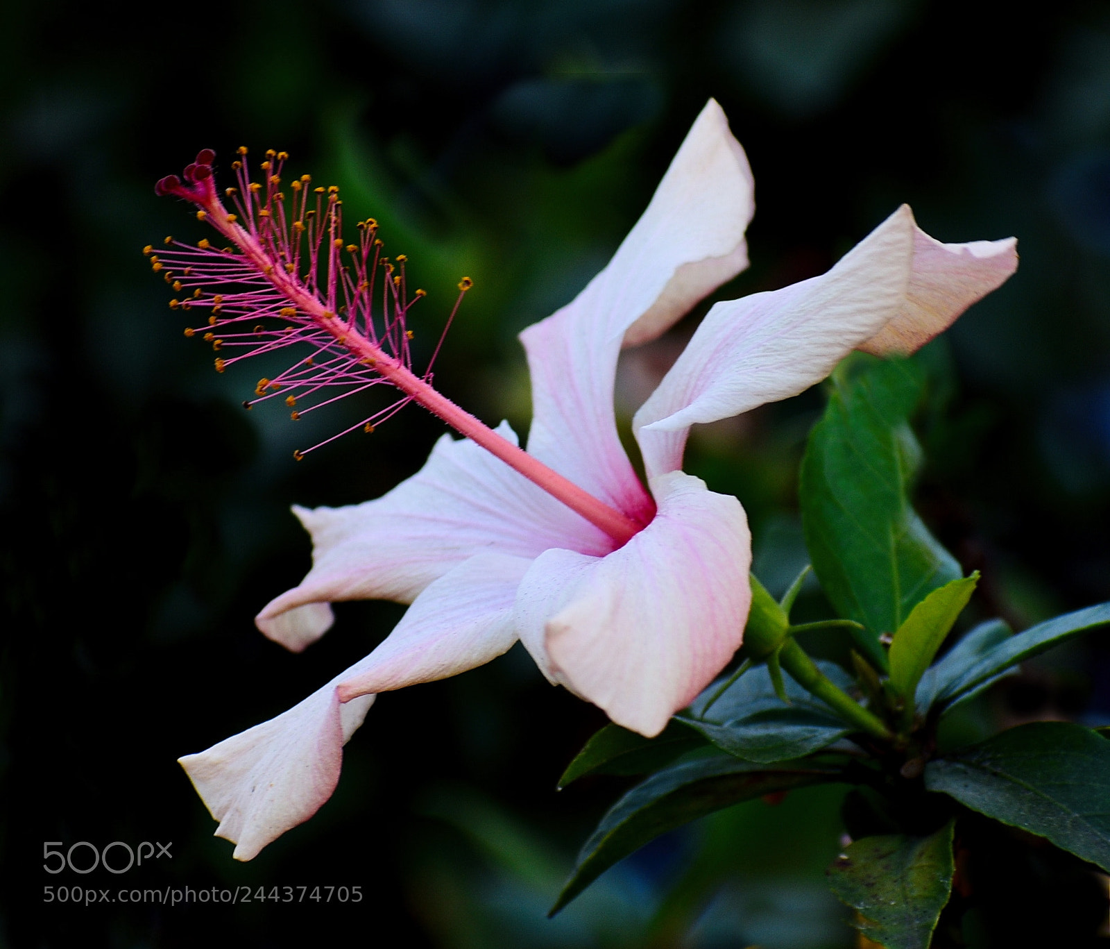 Nikon D7200 sample photo. A lovely white hibiscus photography