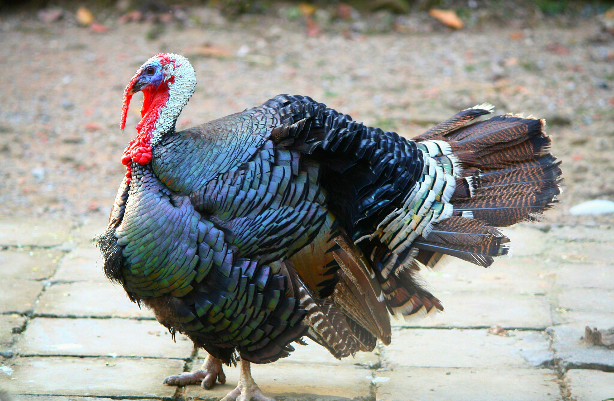 Canon EOS 1000D (EOS Digital Rebel XS / EOS Kiss F) sample photo. Turley bird meleagris photography