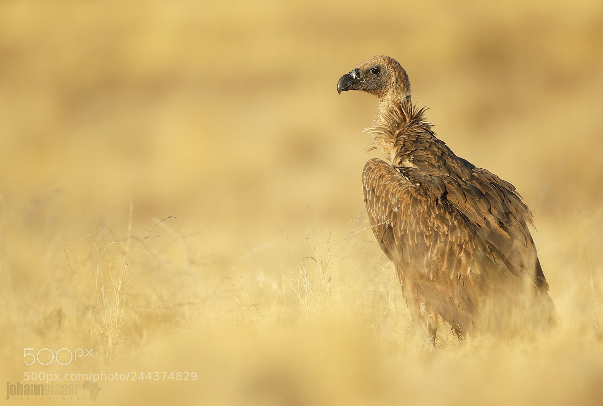 Canon EOS 7D Mark II sample photo. Scavenger of the african photography