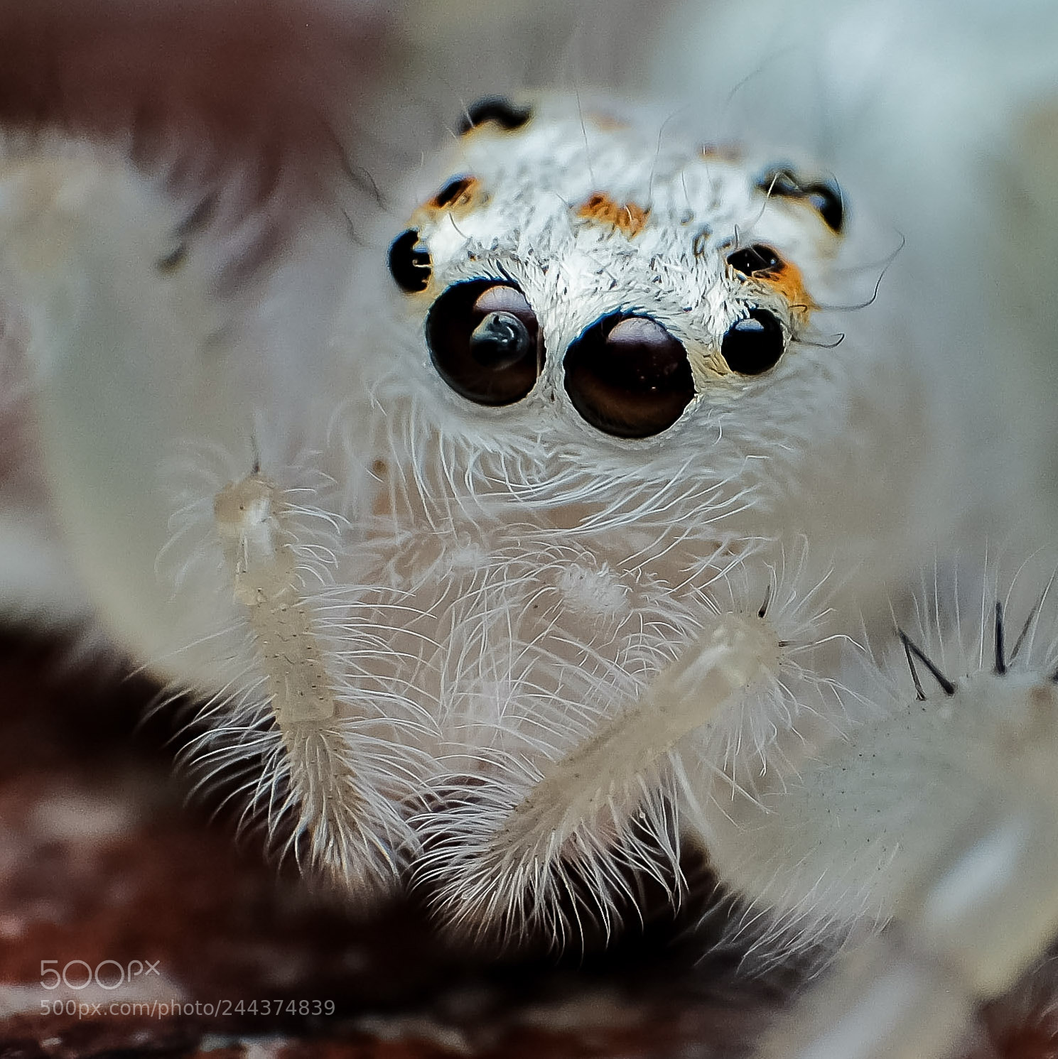 Fujifilm X-T2 sample photo. Ghost spider photography