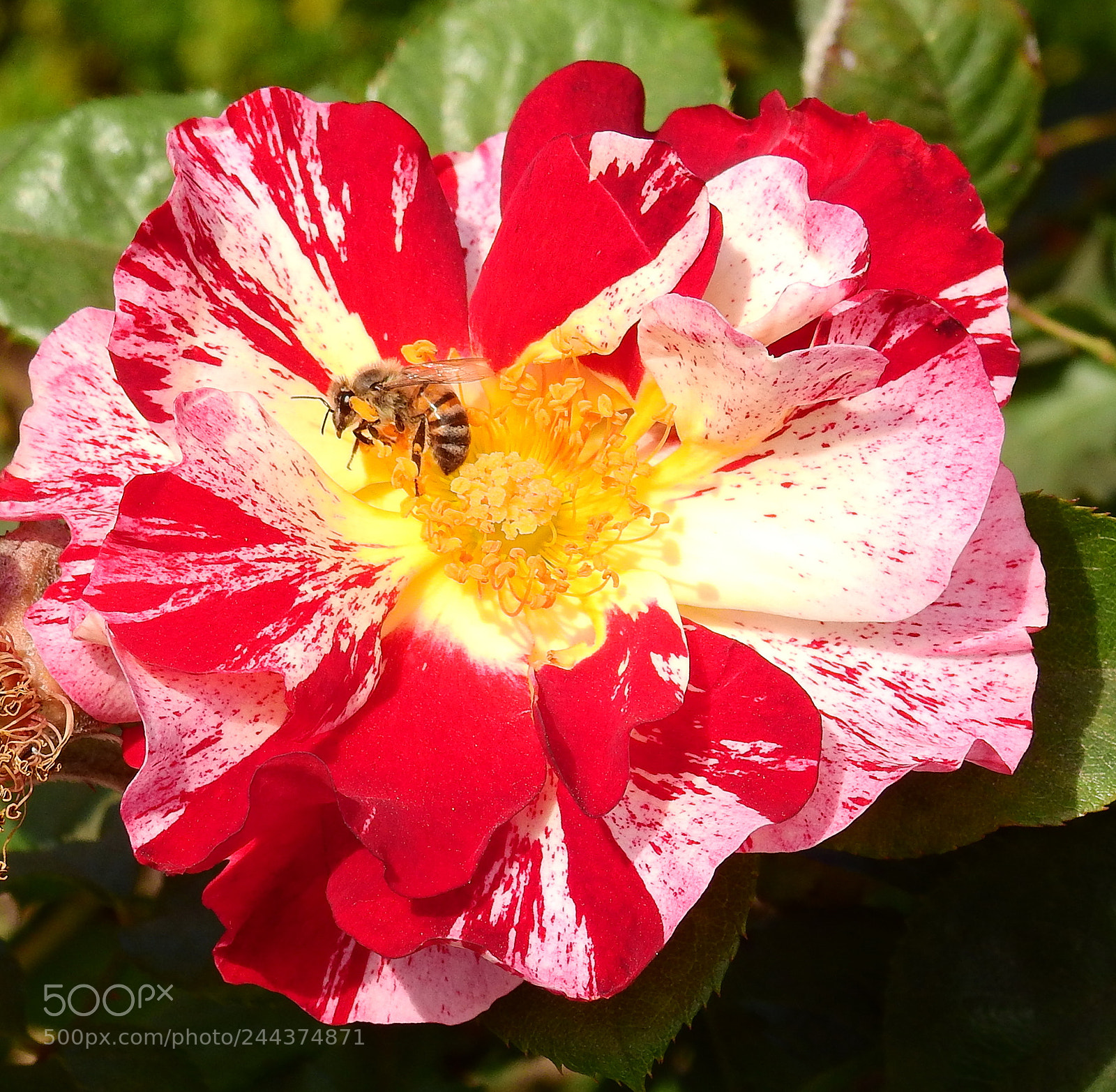 Nikon Coolpix P900 sample photo. Bee in a red photography