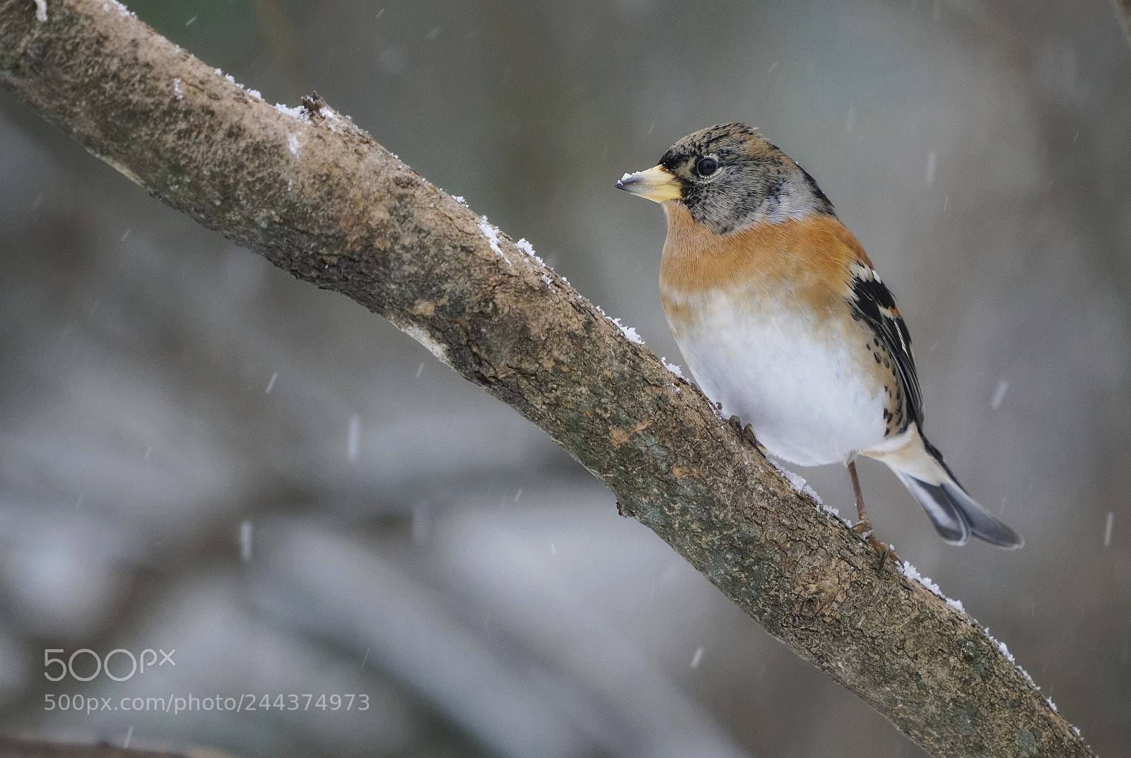 Sony a7R II sample photo. Snowing photography