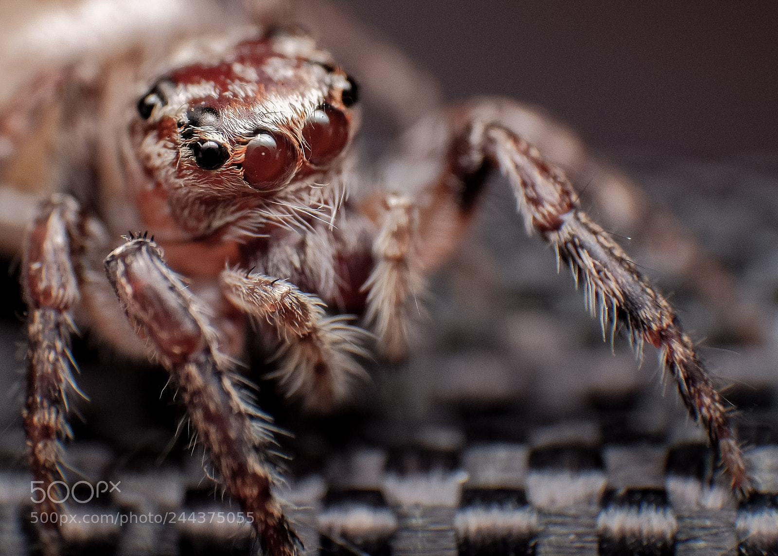 Fujifilm X-T2 sample photo. Jumping spider photography