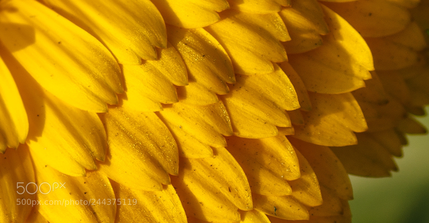 Nikon D3200 sample photo. Pot marigold closeup photography