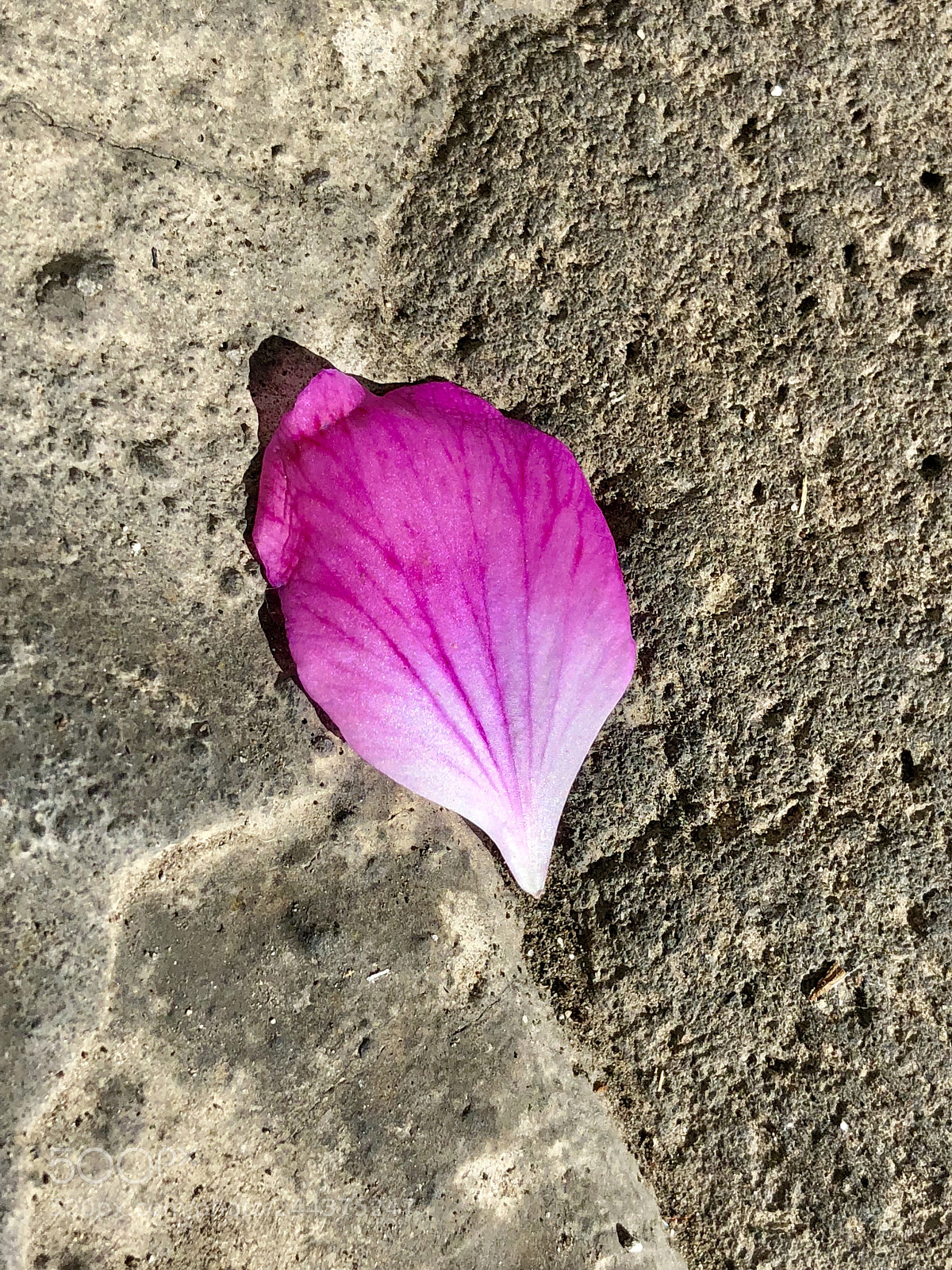 Apple iPhone X sample photo. Petal visit my photo photography