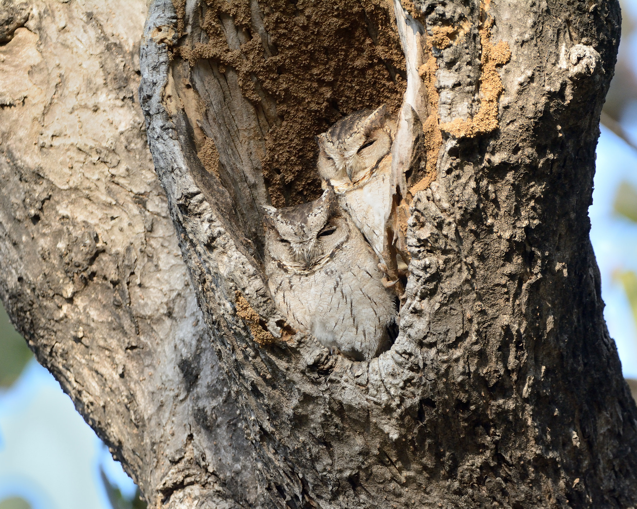 Nikon D7100 + Sigma 150-600mm F5-6.3 DG OS HSM | C sample photo. Indian scops owl pair photography