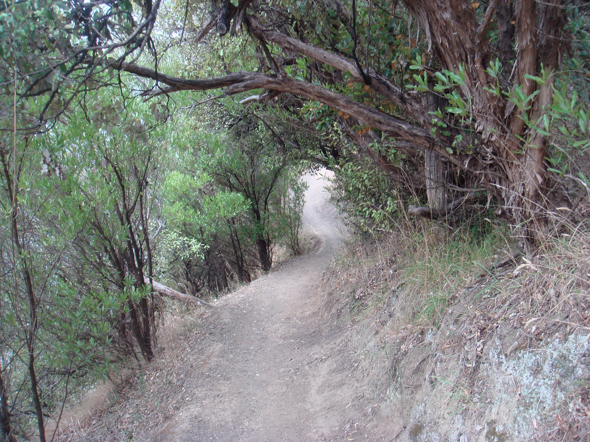 Sony DSC-T50 sample photo. Winding path photography