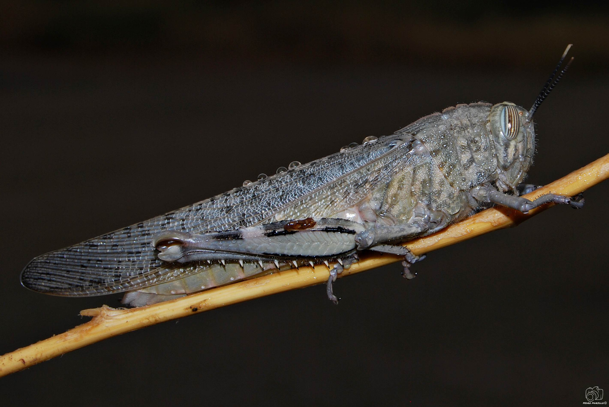 Nikon D60 sample photo. Saltamontes photography