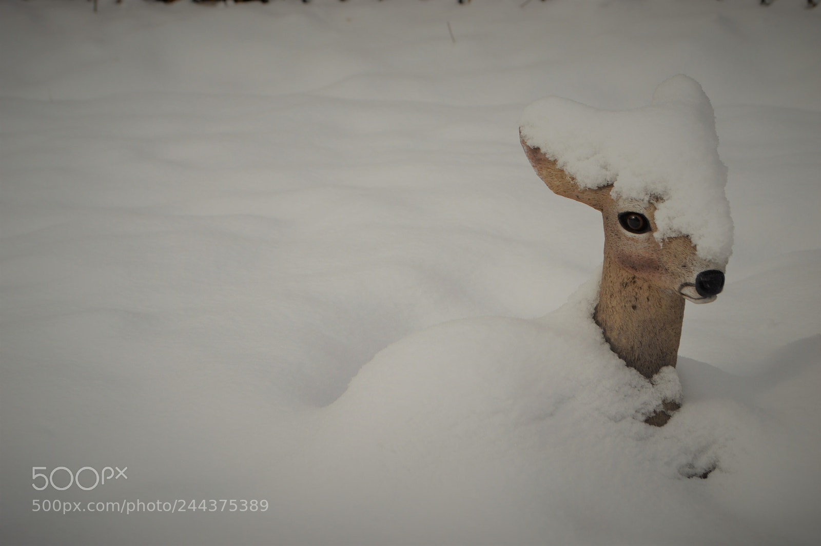 Nikon D3200 sample photo. To the deer photography