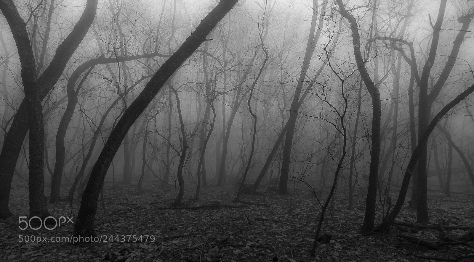 Nikon D7200 sample photo. Parcodelroccolo photography