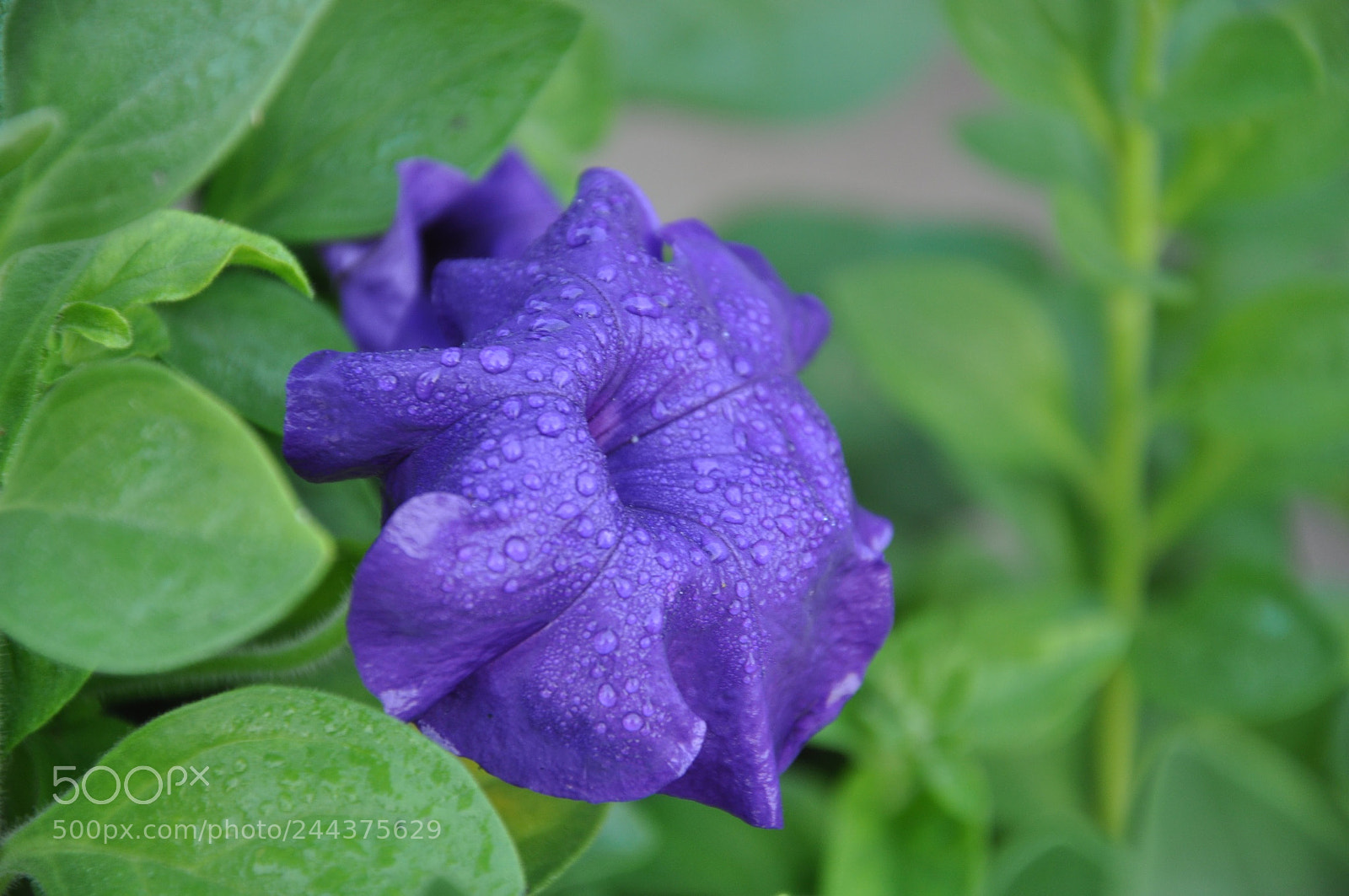 Nikon D90 sample photo. Untitled photography