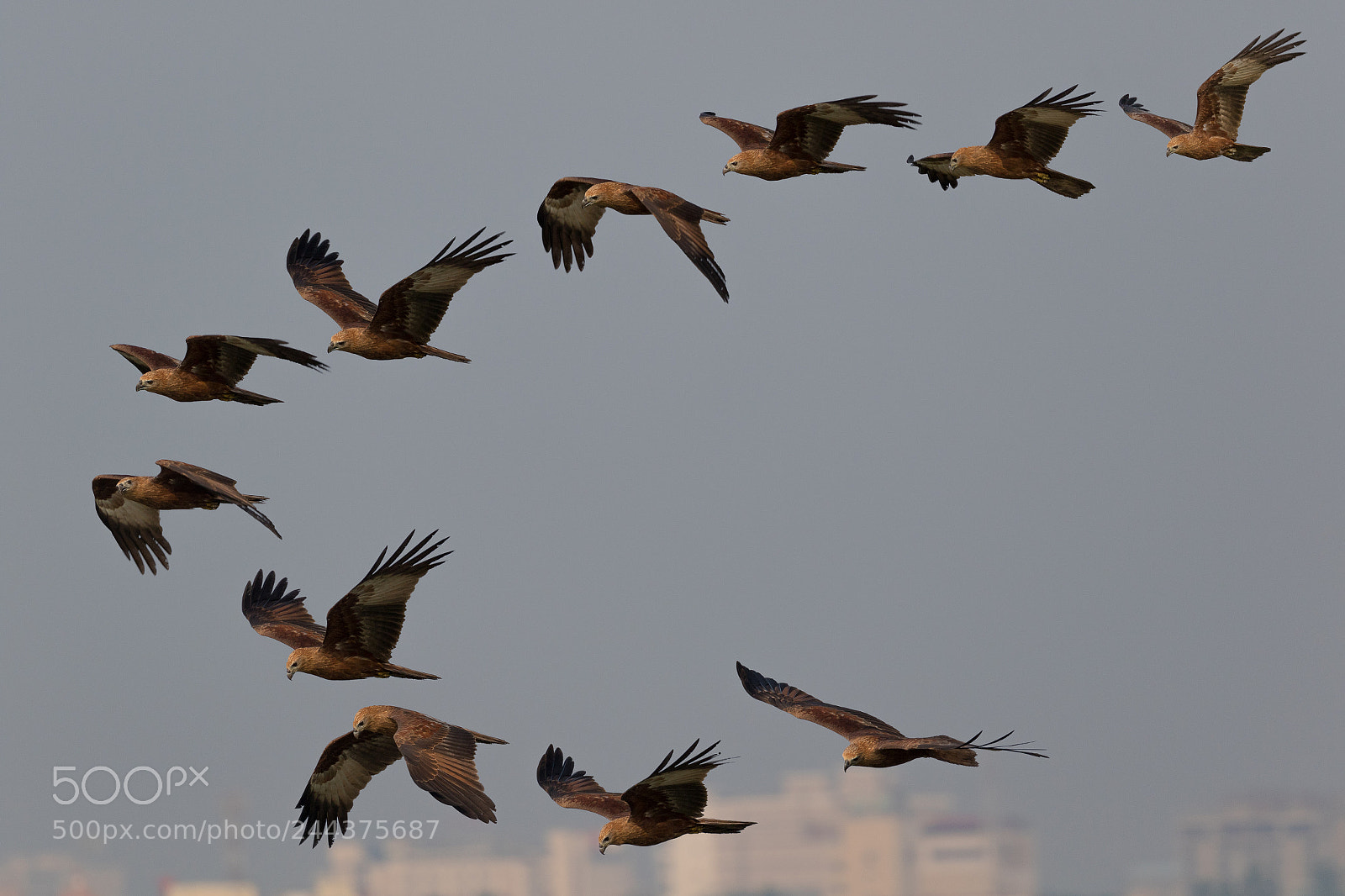 Canon EOS 7D Mark II sample photo. Flock of eagles photography
