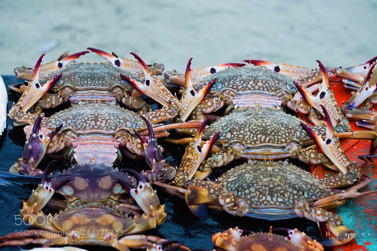 Sony a7 sample photo. Marine fish crabs photography