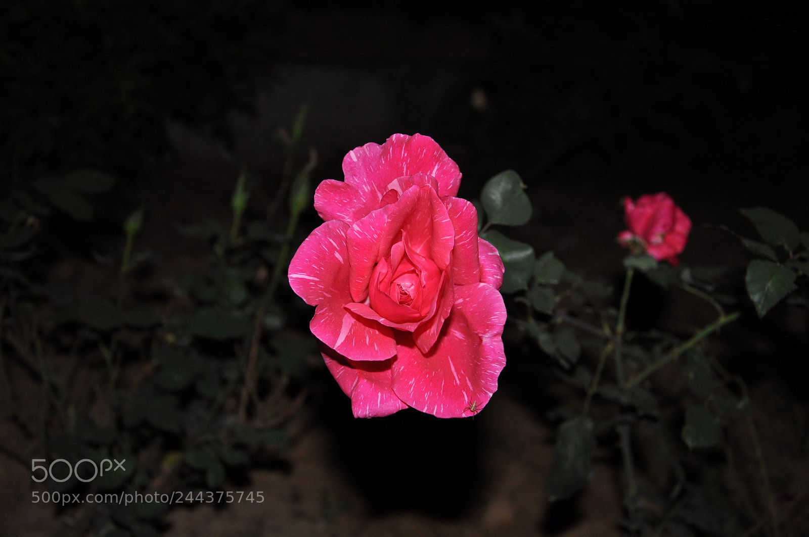 Nikon D90 sample photo. Untitled photography