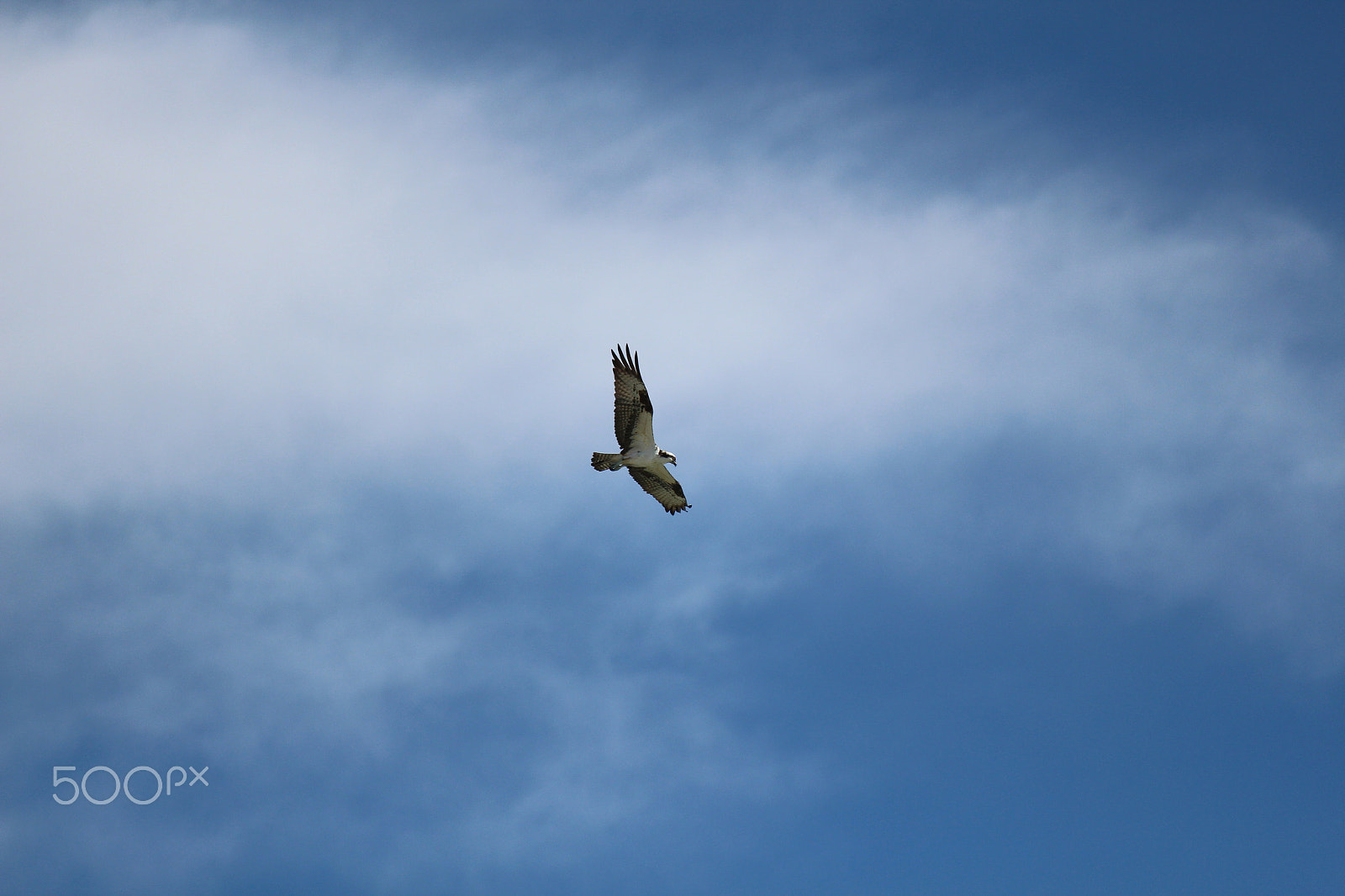 Canon EOS 650D (EOS Rebel T4i / EOS Kiss X6i) sample photo. Florida beach wildlife 2018 photography