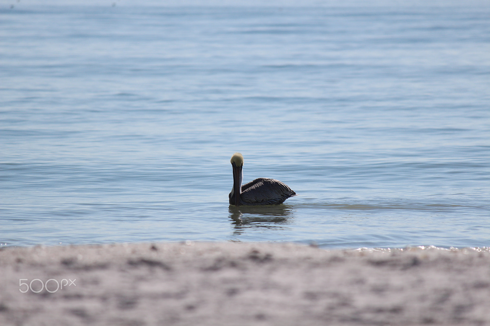 Canon EOS 650D (EOS Rebel T4i / EOS Kiss X6i) sample photo. Florida beach wildlife 2018 photography