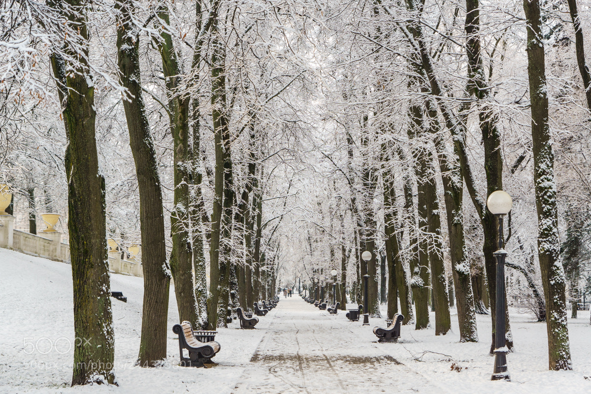 Sony ILCA-77M2 sample photo. Winter photography