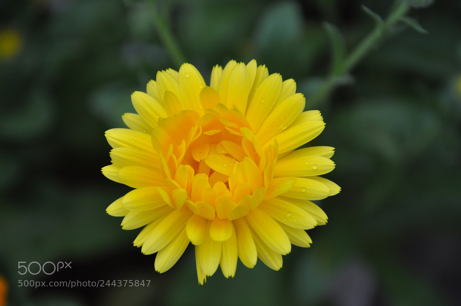 Nikon D90 sample photo. Untitled photography