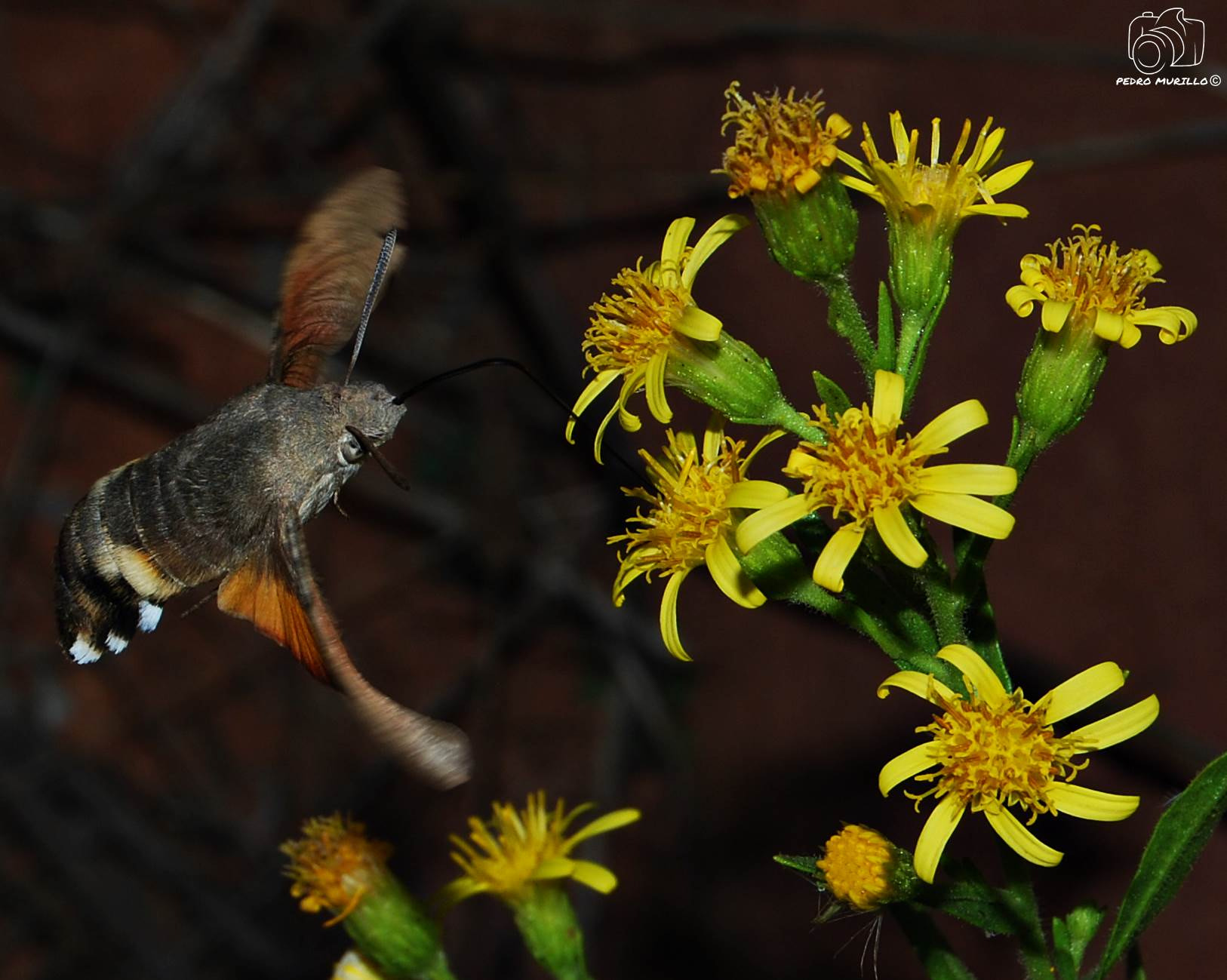 Nikon D60 sample photo. Mariposa esfínge o colibrí photography