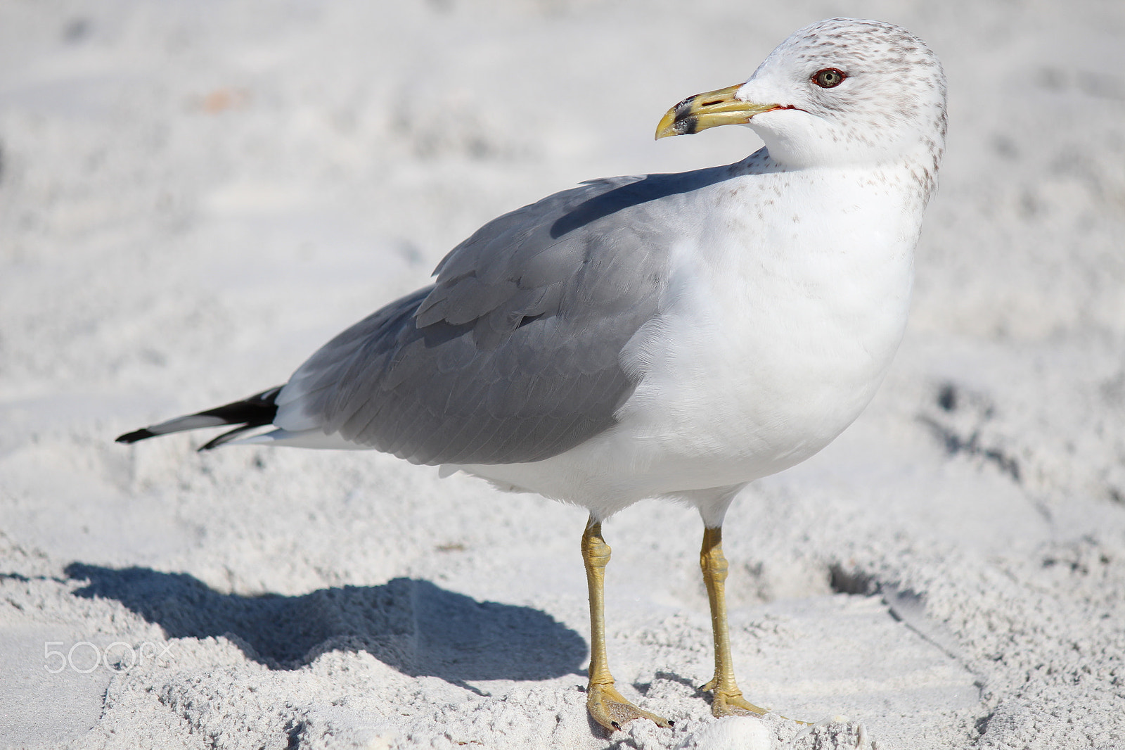 Canon EOS 650D (EOS Rebel T4i / EOS Kiss X6i) sample photo. Florida beach wildlife 2018 photography
