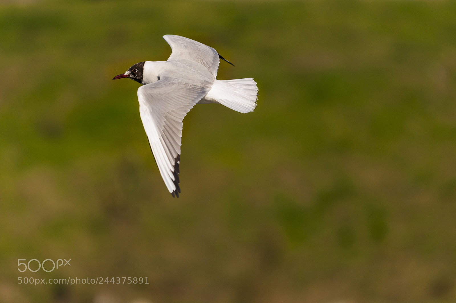 Nikon D90 sample photo. Black-headed gull photography