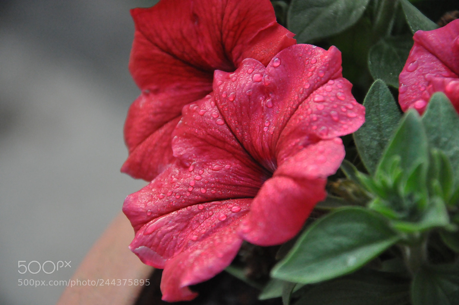 Nikon D90 sample photo. Untitled photography