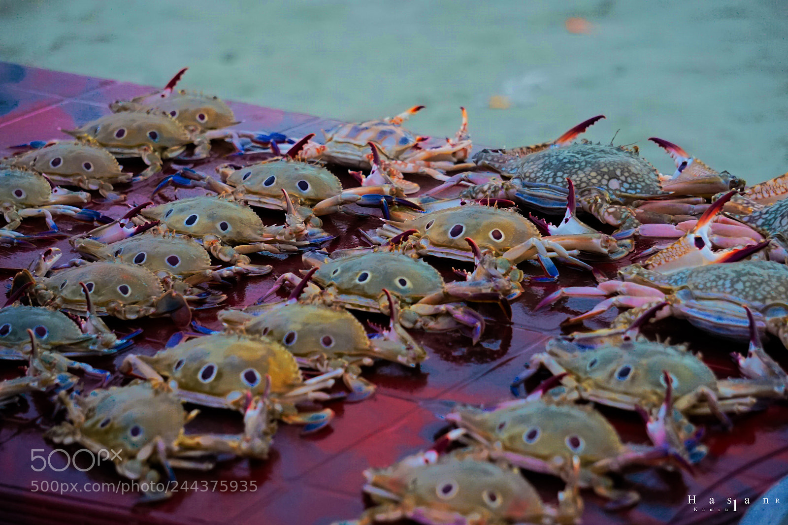Sony a7 sample photo. Marine fish crabs photography