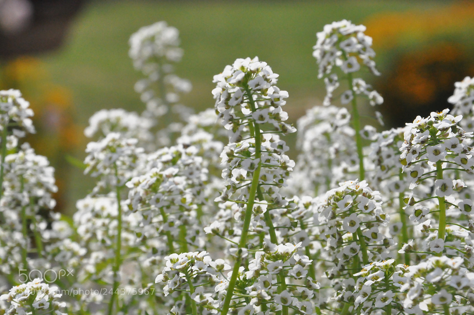 Nikon D90 sample photo. Untitled photography