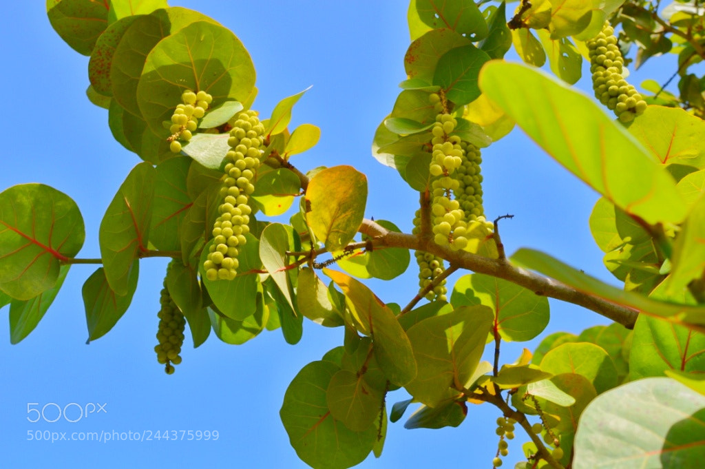 Nikon D3200 sample photo. [] photography